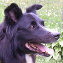 Jed was adopted in August, 2006